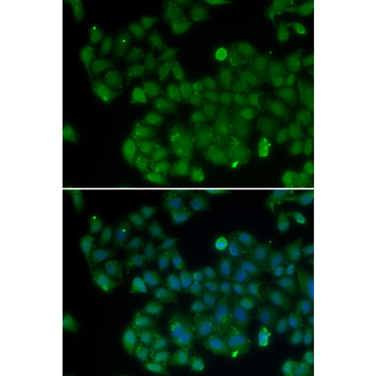 Immunofluorescence - DNMT3L antibody from Signalway Antibody (38399) - Antibodies.com