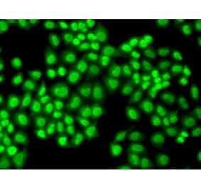 Immunofluorescence - GTF2F1 antibody from Signalway Antibody (38407) - Antibodies.com
