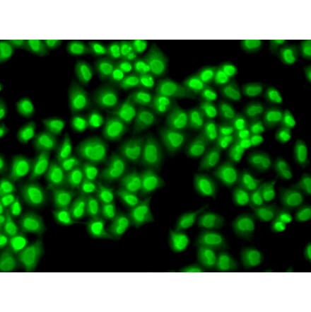 Immunofluorescence - GTF2F1 antibody from Signalway Antibody (38407) - Antibodies.com