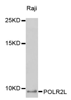 Western blot analysis of extracts of Raji cell line, using POLR2L antibody.