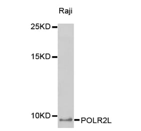 Western blot - POLR2L antibody from Signalway Antibody (38408) - Antibodies.com