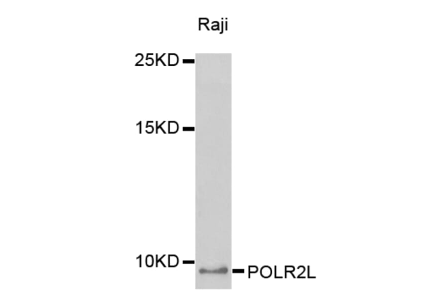 Western blot - POLR2L antibody from Signalway Antibody (38408) - Antibodies.com