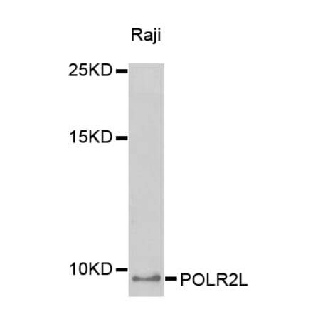 Western blot - POLR2L antibody from Signalway Antibody (38408) - Antibodies.com