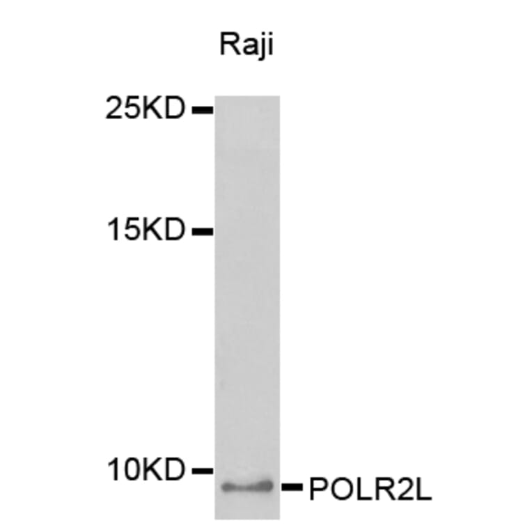 Western blot - POLR2L antibody from Signalway Antibody (38408) - Antibodies.com