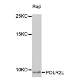 Western blot - POLR2L antibody from Signalway Antibody (38408) - Antibodies.com