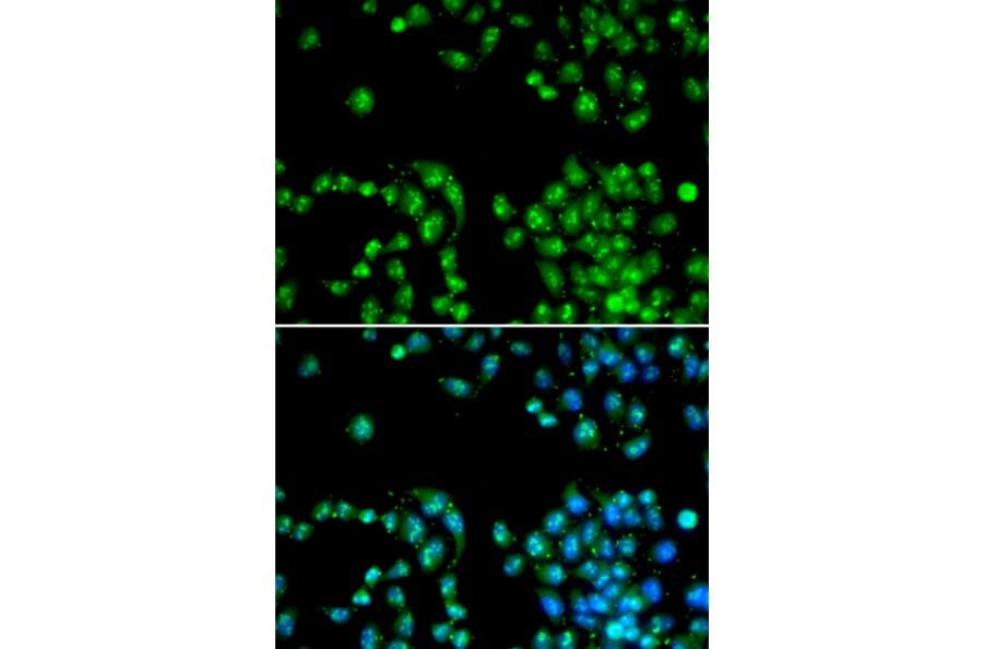 Immunofluorescence - POLR2L antibody from Signalway Antibody (38408) - Antibodies.com