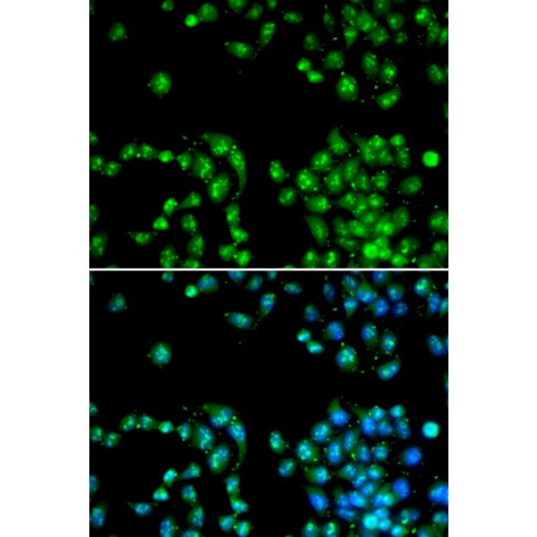 Immunofluorescence - POLR2L antibody from Signalway Antibody (38408) - Antibodies.com