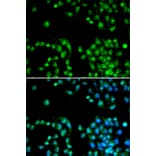 Immunofluorescence - POLR2L antibody from Signalway Antibody (38408) - Antibodies.com