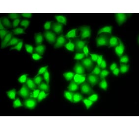 Immunofluorescence - DNASE1 antibody from Signalway Antibody (38418) - Antibodies.com