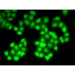 Immunofluorescence - DNASE1 antibody from Signalway Antibody (38418) - Antibodies.com