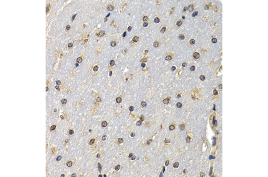 Immunohistochemistry - DNASE1 antibody from Signalway Antibody (38418) - Antibodies.com