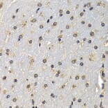 Immunohistochemistry - DNASE1 antibody from Signalway Antibody (38418) - Antibodies.com