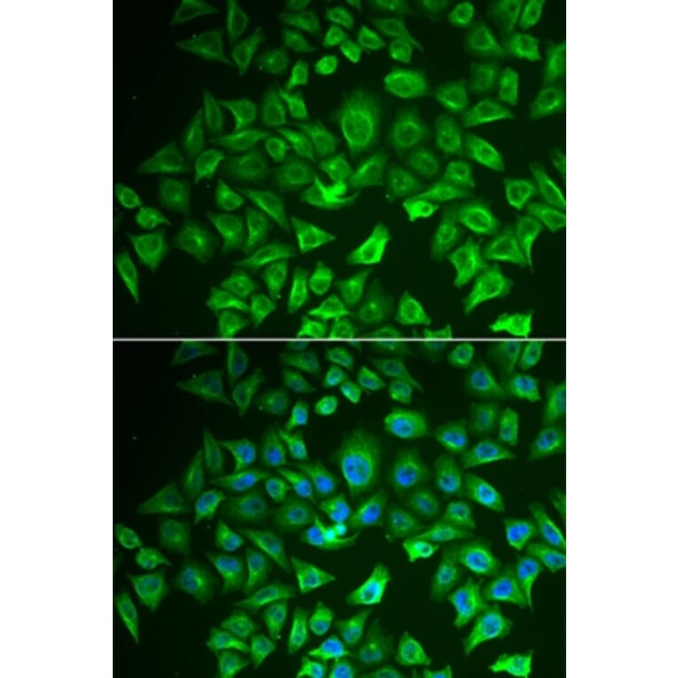 Immunofluorescence - EHHADH antibody from Signalway Antibody (38685) - Antibodies.com
