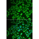 Immunofluorescence - EHHADH antibody from Signalway Antibody (38685) - Antibodies.com