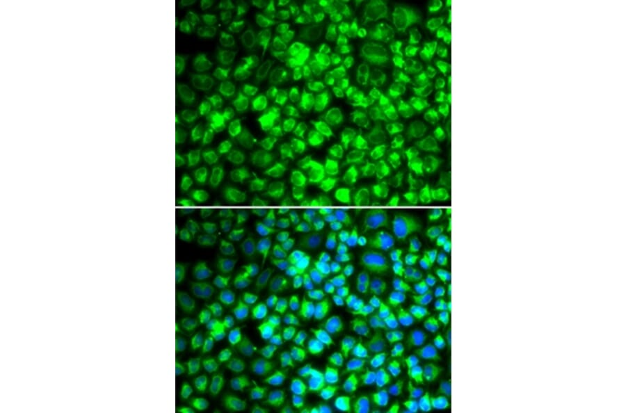 Immunofluorescence - ATP5A1 antibody from Signalway Antibody (38707) - Antibodies.com