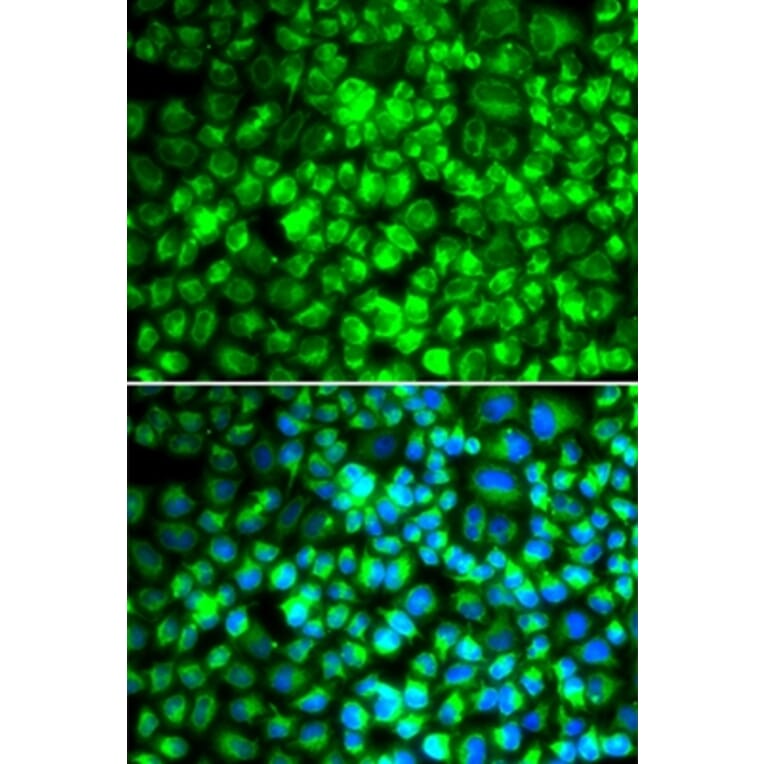 Immunofluorescence - ATP5A1 antibody from Signalway Antibody (38707) - Antibodies.com