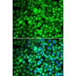 Immunofluorescence - ATP5A1 antibody from Signalway Antibody (38707) - Antibodies.com