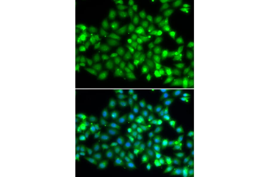 Immunofluorescence - TRIM69 antibody from Signalway Antibody (38716) - Antibodies.com
