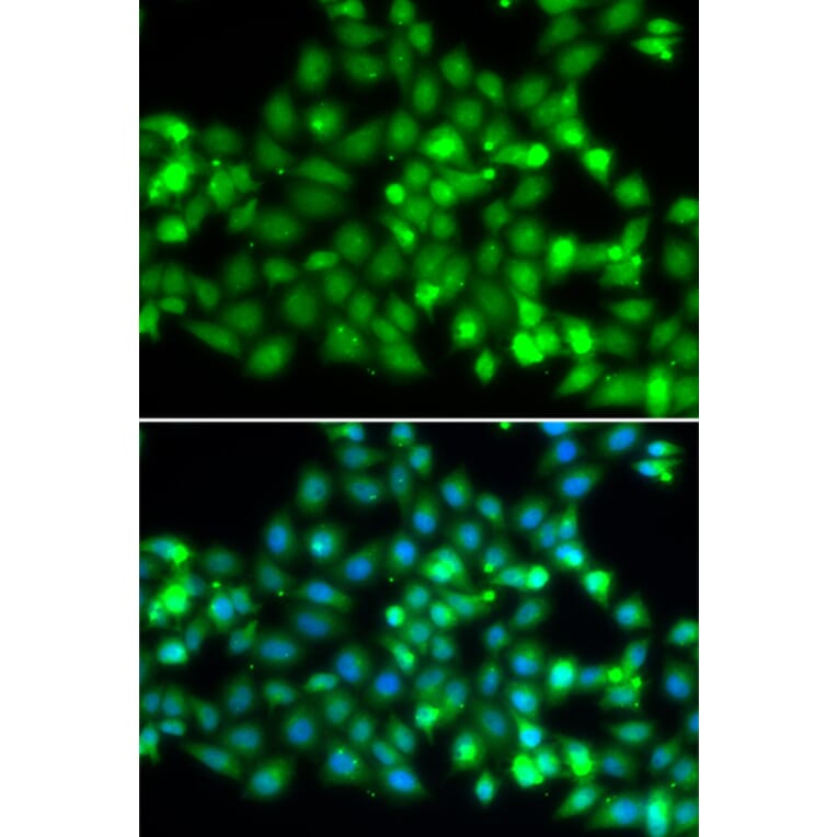 Immunofluorescence - TRIM69 antibody from Signalway Antibody (38716) - Antibodies.com