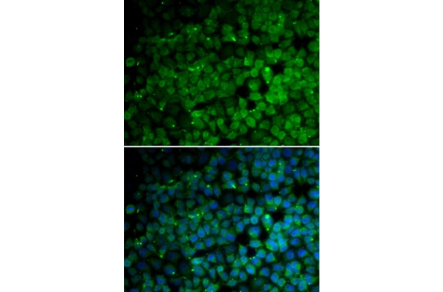 Immunofluorescence - TRIM13 antibody from Signalway Antibody (38760) - Antibodies.com
