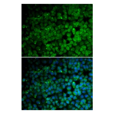 Immunofluorescence - TRIM13 antibody from Signalway Antibody (38760) - Antibodies.com