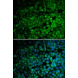 Immunofluorescence - TRIM13 antibody from Signalway Antibody (38760) - Antibodies.com
