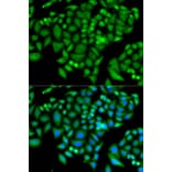 Immunofluorescence - CHAF1B antibody from Signalway Antibody (38785) - Antibodies.com