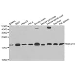 Western blot - UBE2V1 antibody from Signalway Antibody (38819) - Antibodies.com