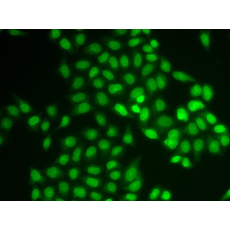 Immunofluorescence - UBE2V1 antibody from Signalway Antibody (38819) - Antibodies.com