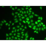 Immunofluorescence - UBE2V1 antibody from Signalway Antibody (38819) - Antibodies.com