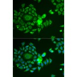 Immunofluorescence - NDUFS4 antibody from Signalway Antibody (38870) - Antibodies.com