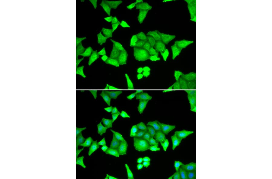 Immunofluorescence - TRIM27 antibody from Signalway Antibody (38884) - Antibodies.com