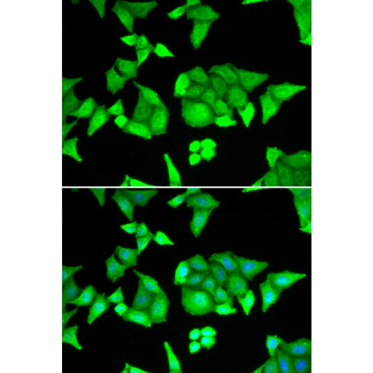 Immunofluorescence - TRIM27 antibody from Signalway Antibody (38884) - Antibodies.com