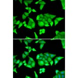 Immunofluorescence - TRIM27 antibody from Signalway Antibody (38884) - Antibodies.com