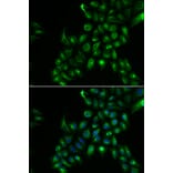 Immunofluorescence - TSPAN7 antibody from Signalway Antibody (38896) - Antibodies.com