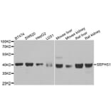 Western blot - SEPHS1 antibody from Signalway Antibody (38931) - Antibodies.com
