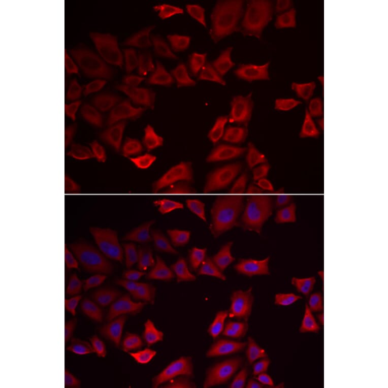 Immunofluorescence - SEPHS1 antibody from Signalway Antibody (38931) - Antibodies.com