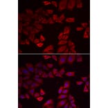 Immunofluorescence - SEPHS1 antibody from Signalway Antibody (38931) - Antibodies.com