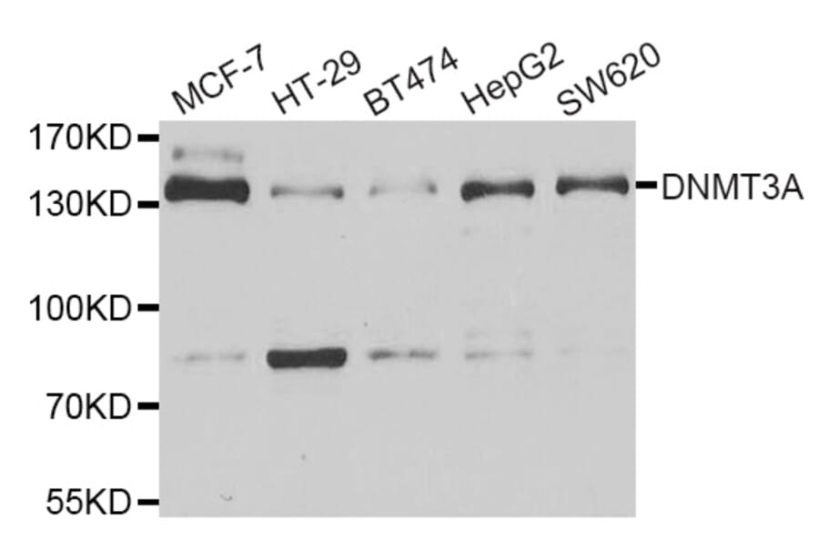 Western blot - DNMT3A antibody from Signalway Antibody (38966) - Antibodies.com