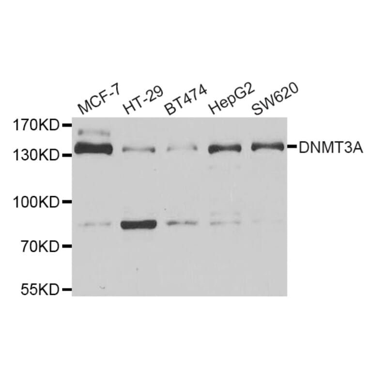 Western blot - DNMT3A antibody from Signalway Antibody (38966) - Antibodies.com