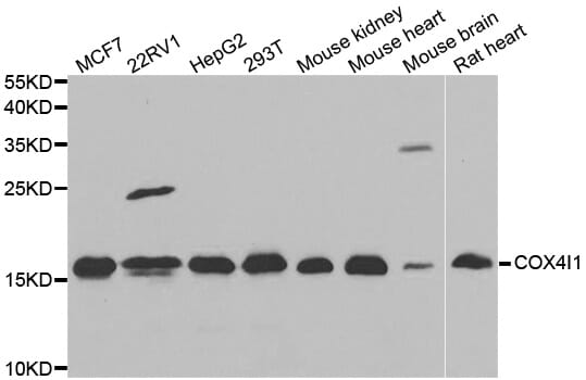 Western blot analysis of extracts of various cell lines, using COX4I1 antibody.
