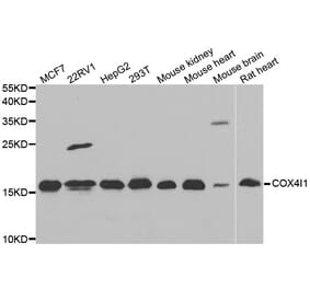 Western blot - COX4I1 antibody from Signalway Antibody (39011) - Antibodies.com