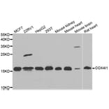 Western blot - COX4I1 antibody from Signalway Antibody (39011) - Antibodies.com