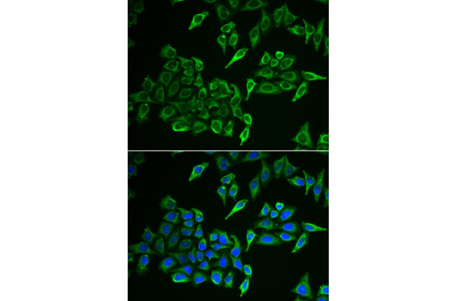 Immunofluorescence - COX4I1 antibody from Signalway Antibody (39011) - Antibodies.com