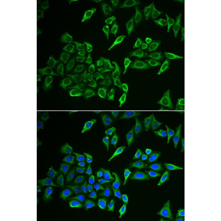 Immunofluorescence - COX4I1 antibody from Signalway Antibody (39011) - Antibodies.com