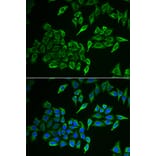 Immunofluorescence - COX4I1 antibody from Signalway Antibody (39011) - Antibodies.com