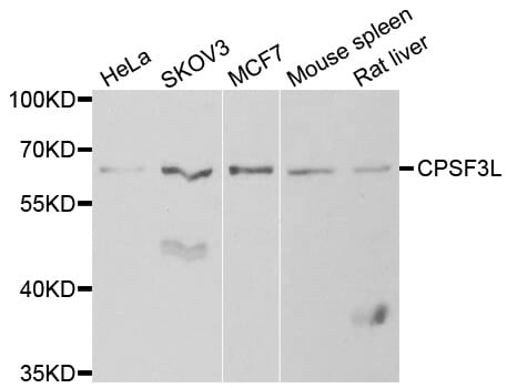 Western blot analysis of extracts of various cell lines, using CPSF3L antibody.