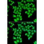 Immunofluorescence - CPSF3L antibody from Signalway Antibody (39012) - Antibodies.com