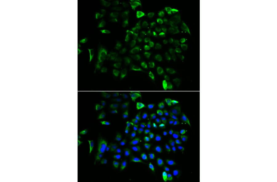 Immunofluorescence - EEF1B2 antibody from Signalway Antibody (39022) - Antibodies.com