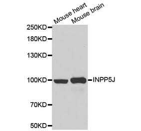 Western blot - INPP5J antibody from Signalway Antibody (39057) - Antibodies.com